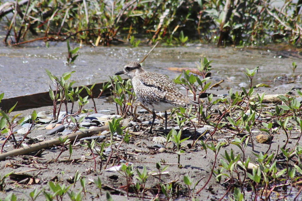 Piovanello ?? No, Pivieressa (Pluvialis squatarola)) in abito di transizione